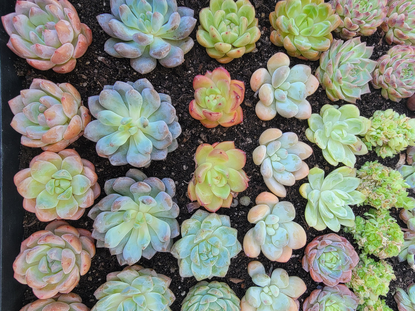 Imported 5 pcs imported succulent