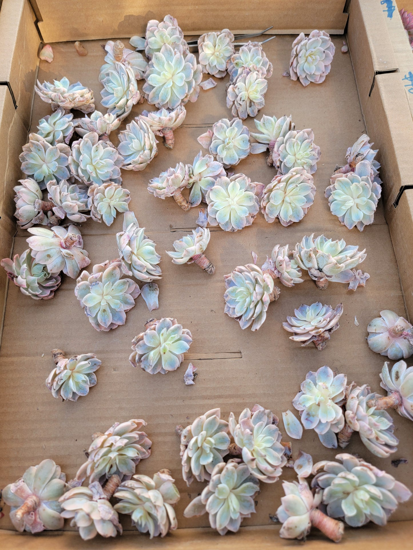 Imported subsessile variegated