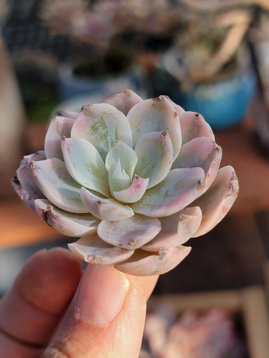 Imported subsessile variegated