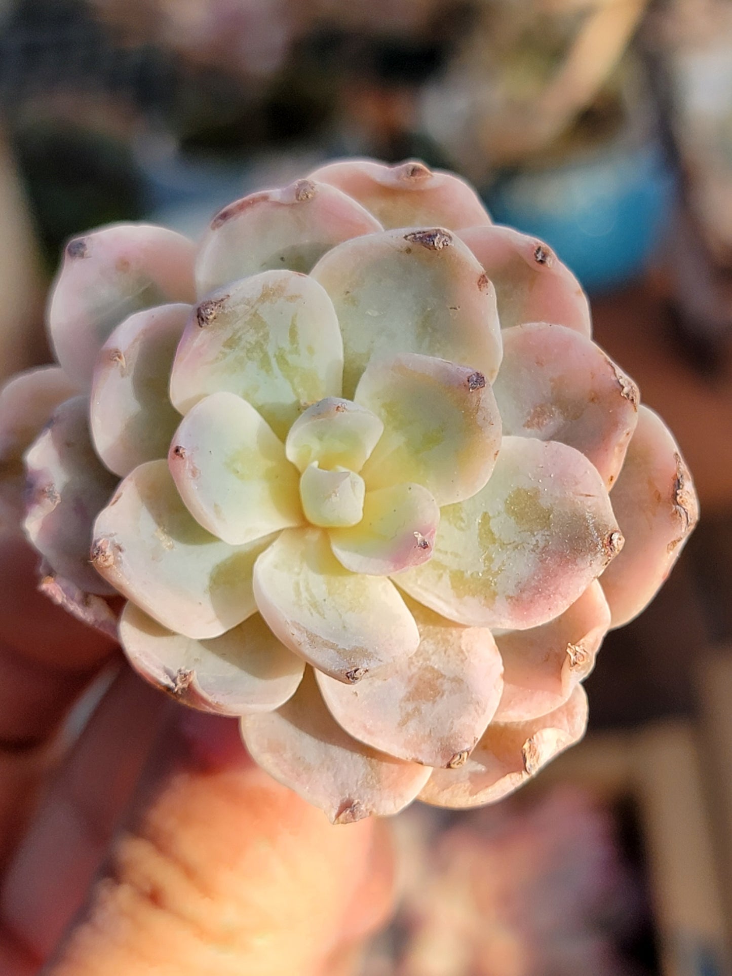 Imported subsessile variegated