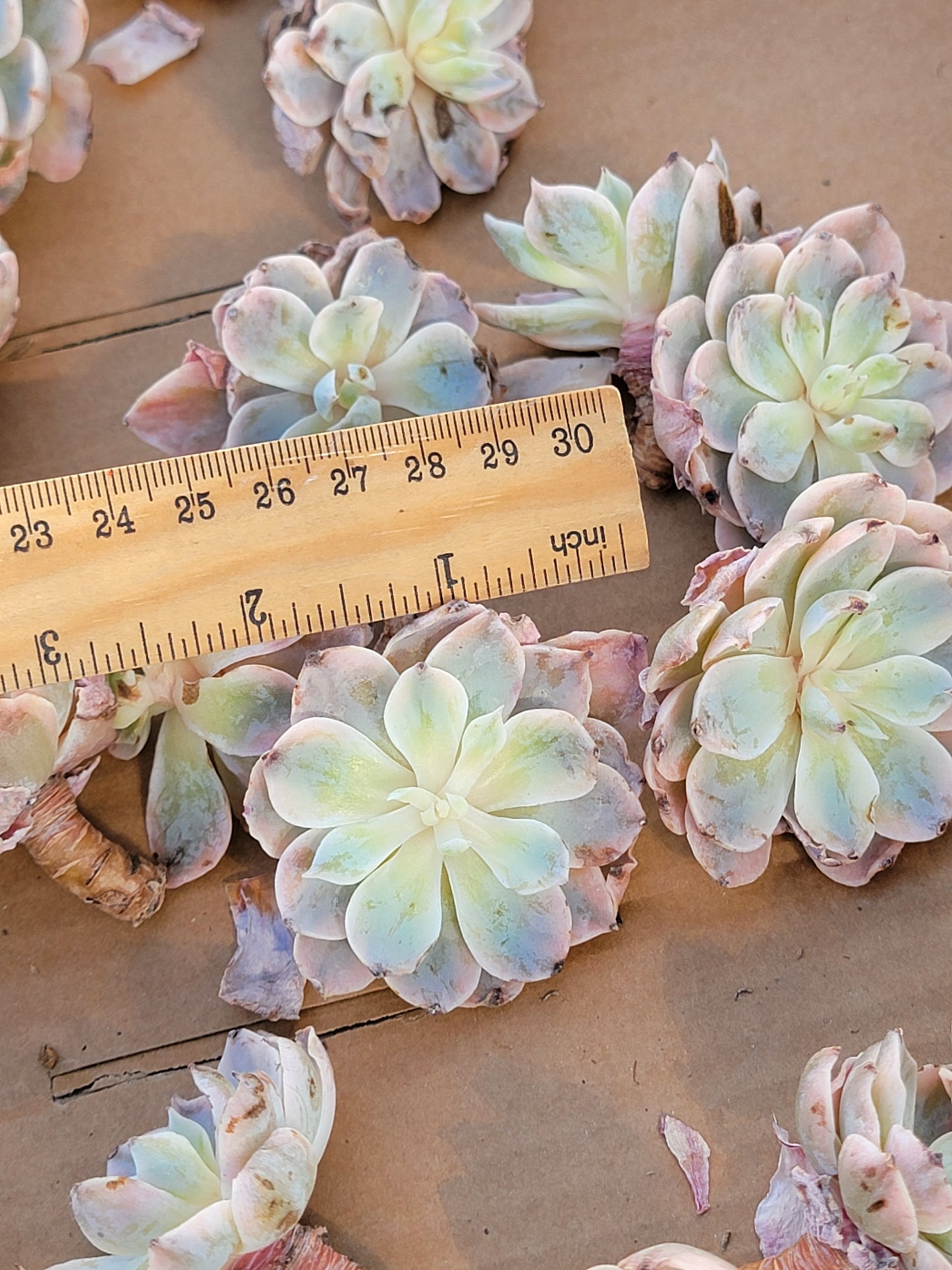 Imported subsessile variegated