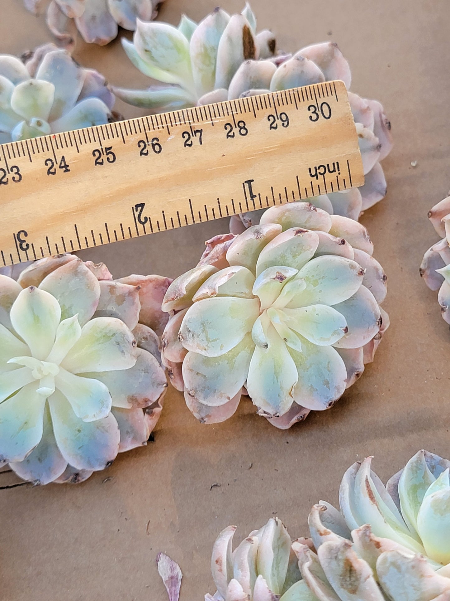 Imported subsessile variegated