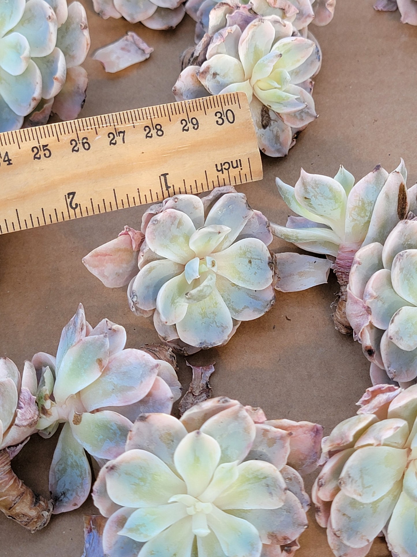 Imported subsessile variegated