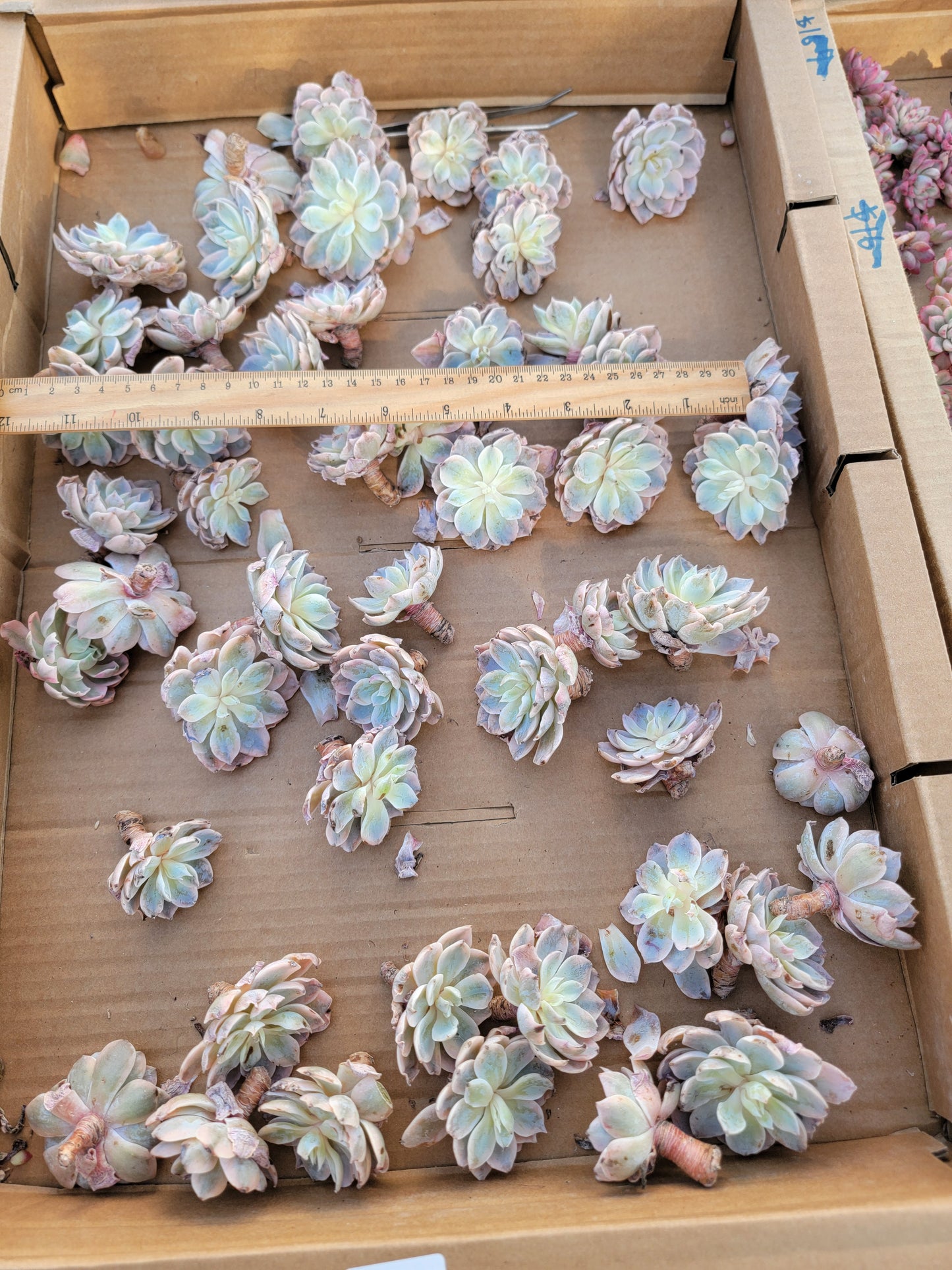 Imported subsessile variegated