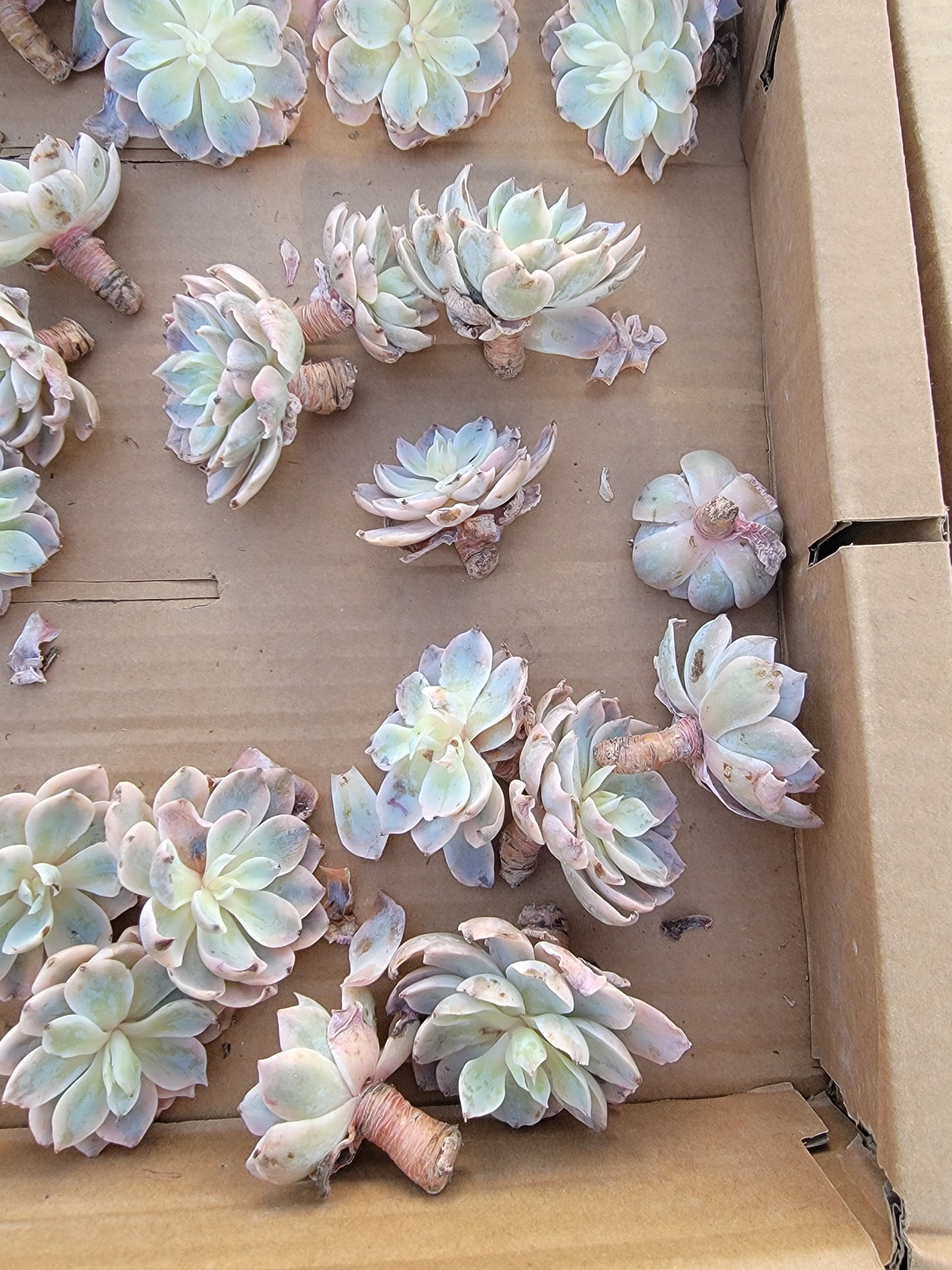 Imported subsessile variegated