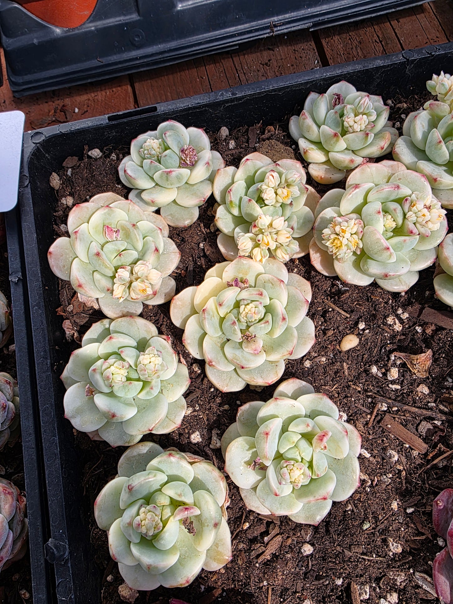 Imported pudge variegated