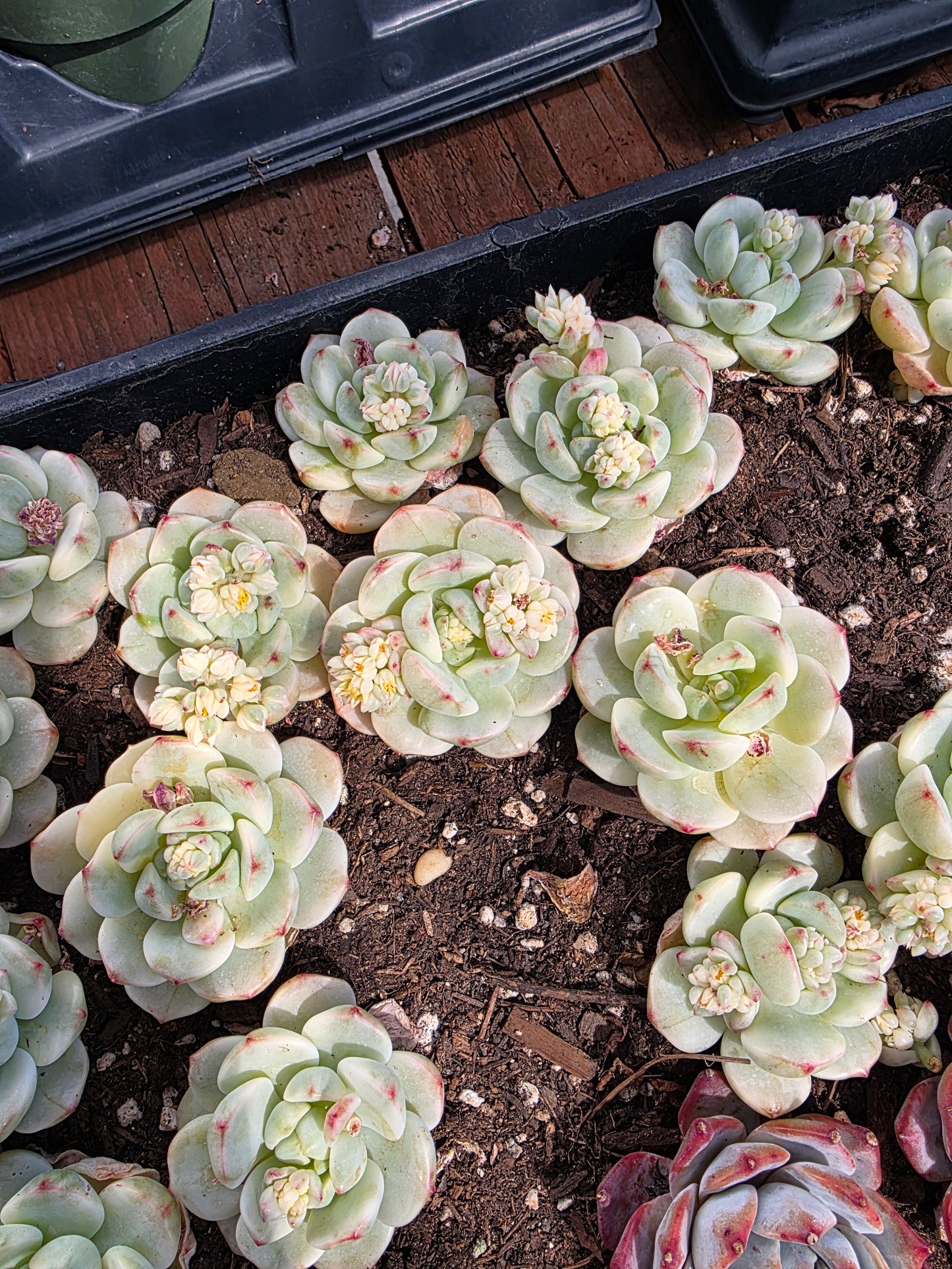 Imported pudge variegated