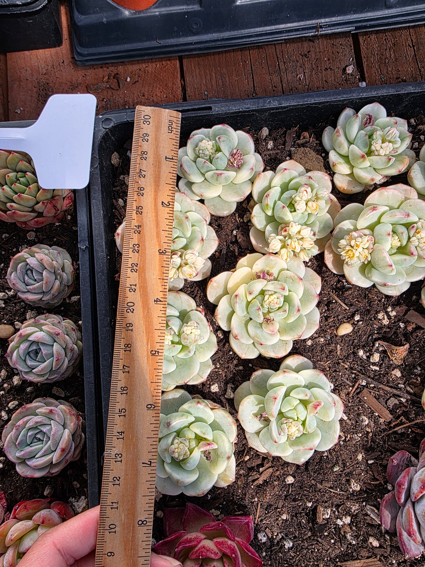 Imported pudge variegated