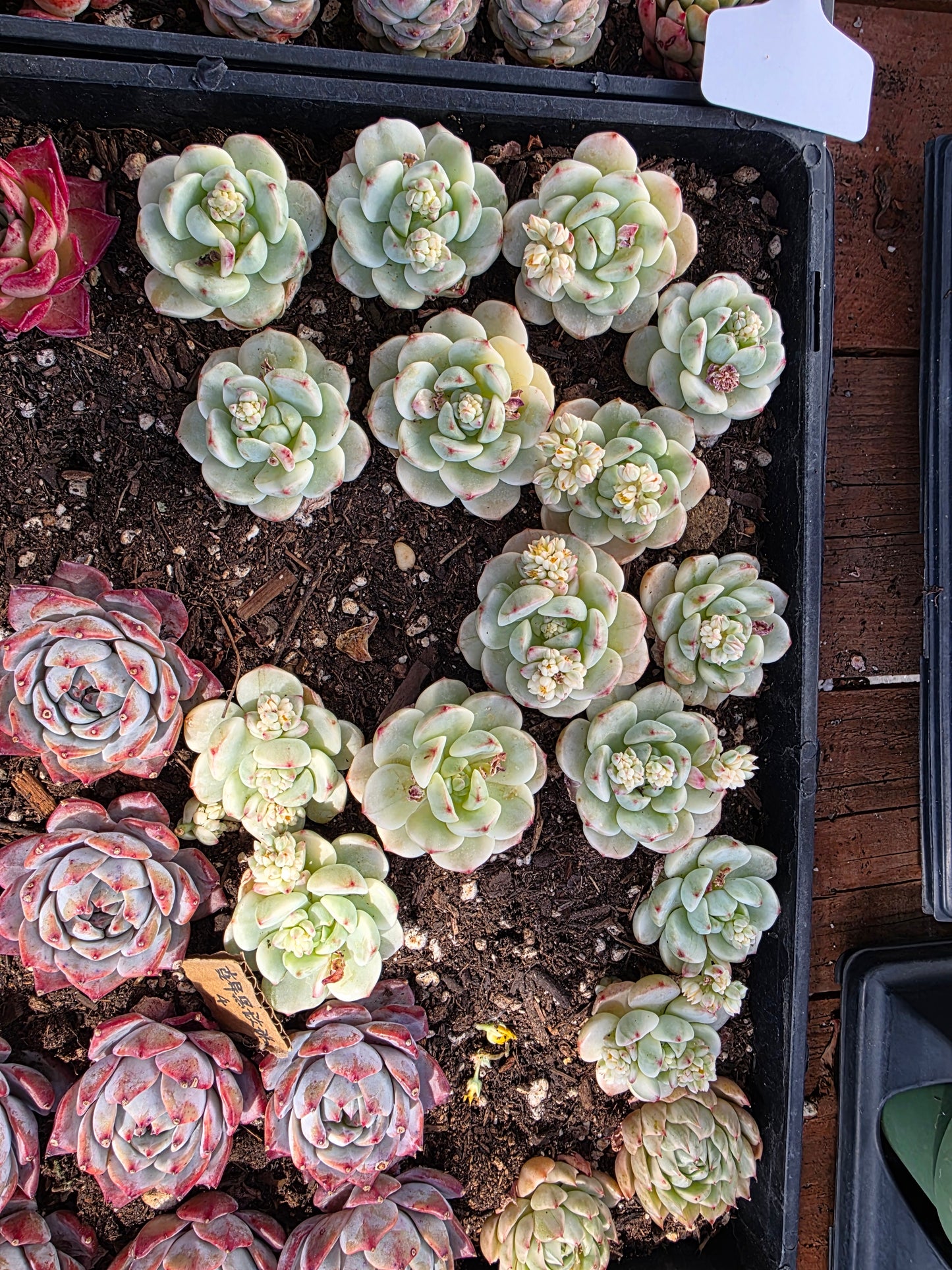 Imported pudge variegated