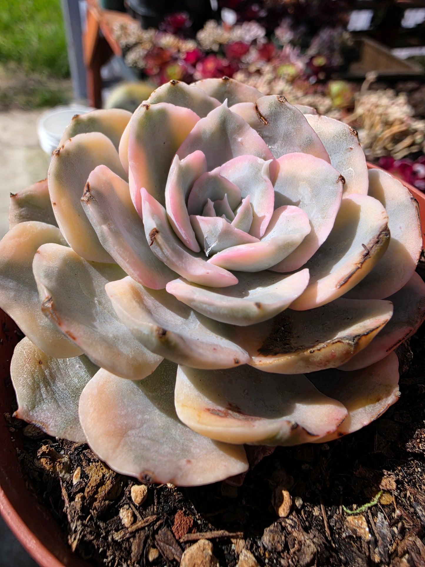 Imported anna variegated succulent
