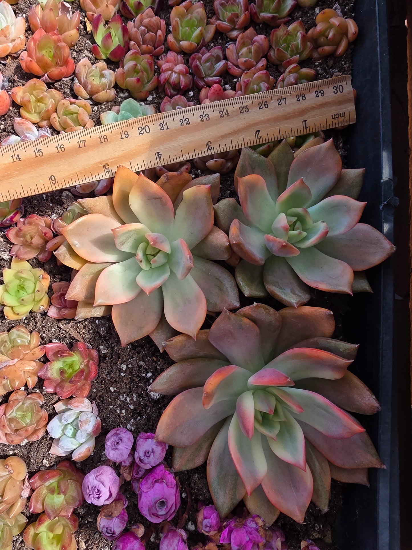 Imported Carmena var. 1pc
