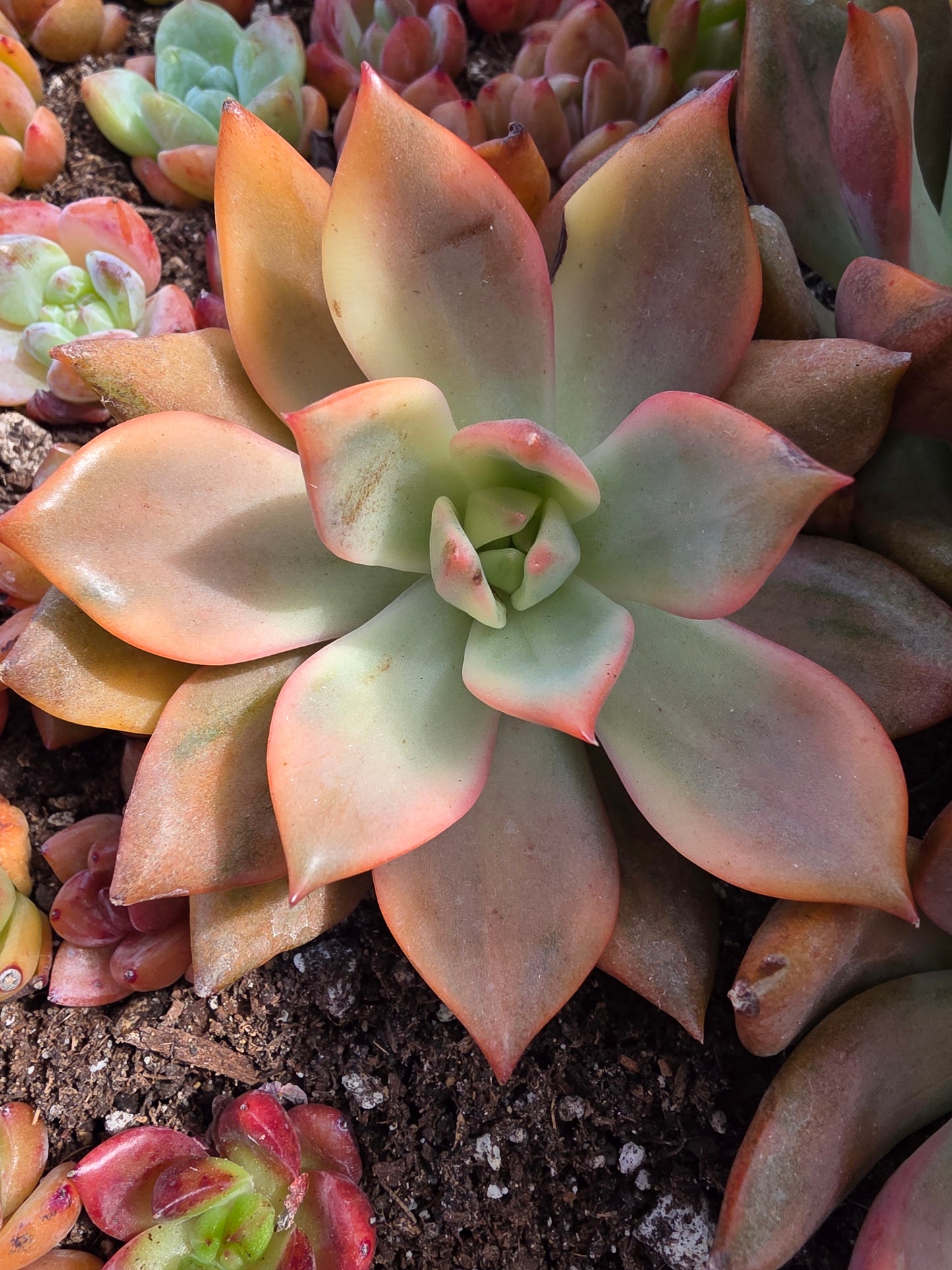 Imported Carmena var. 1pc