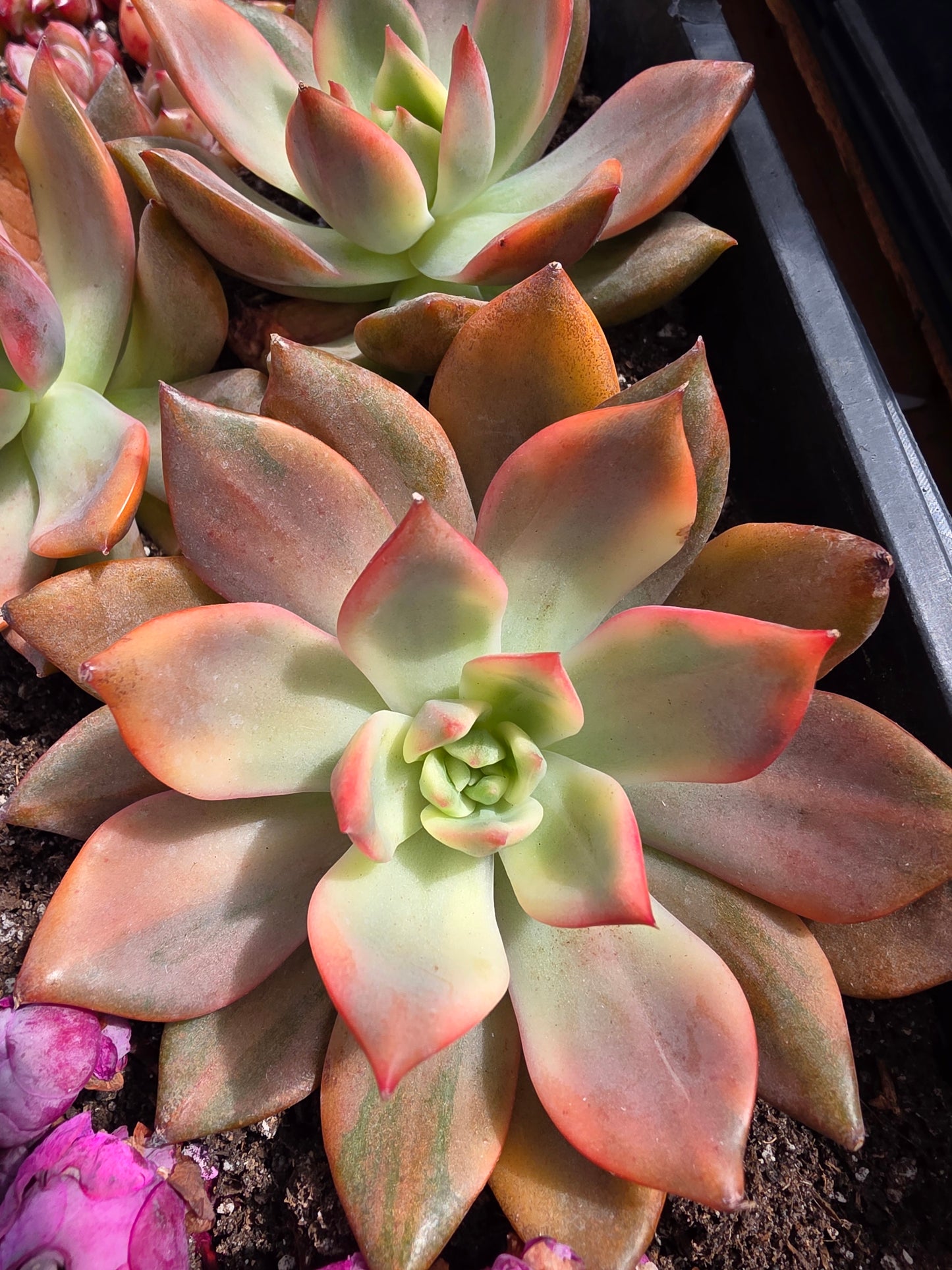 Imported Carmena var. 1pc