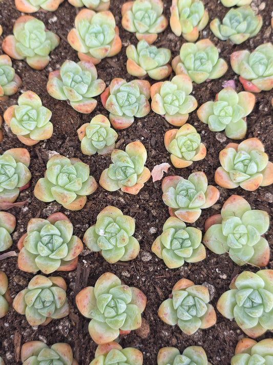 Imported ice jade baby 5 pcs