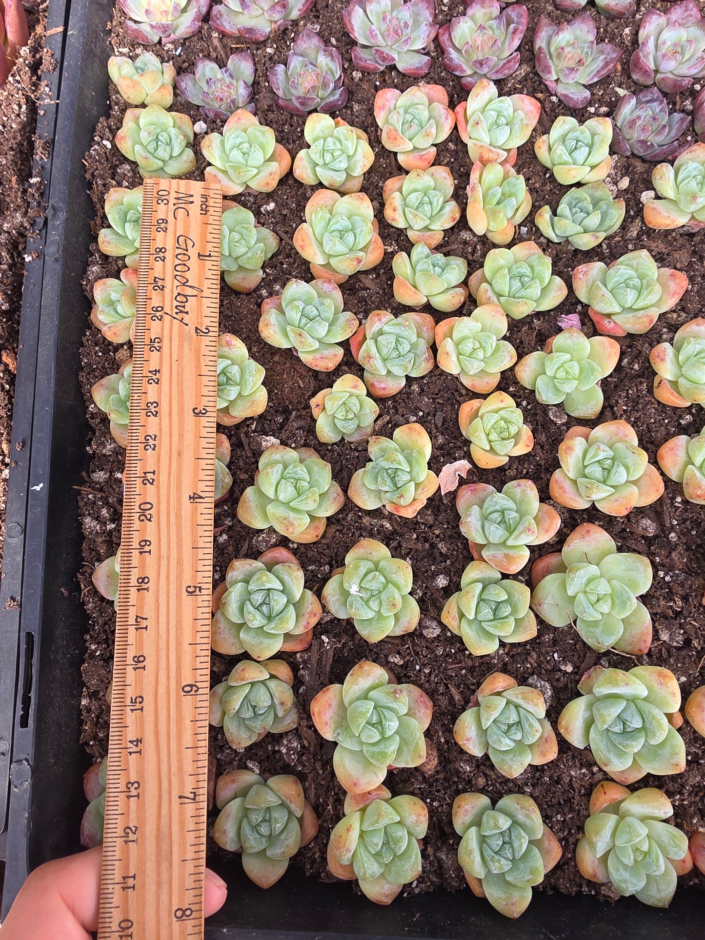 Imported ice jade baby 5 pcs