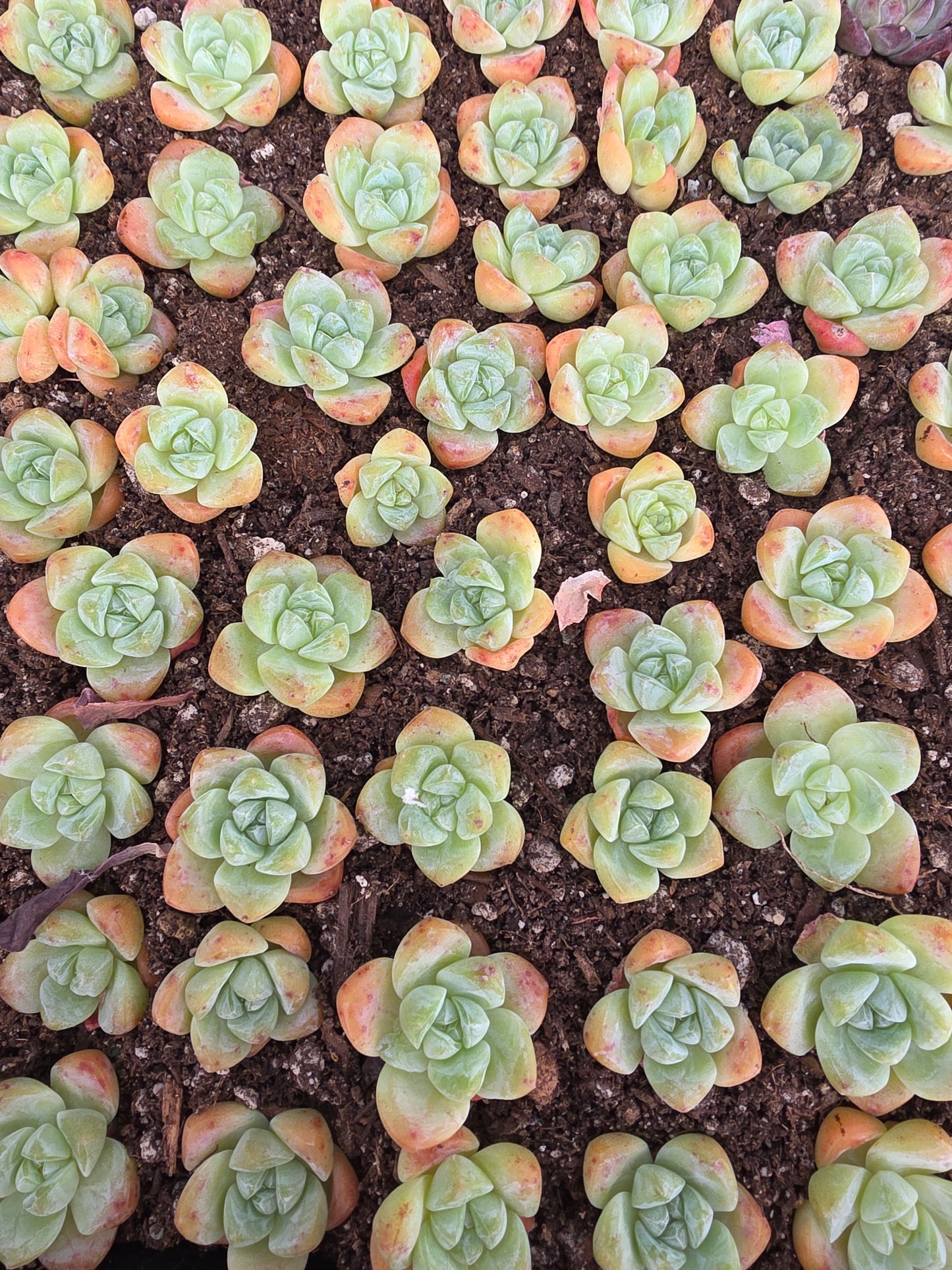 Imported ice jade baby 5 pcs