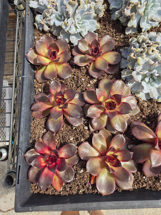 Imported red rose succulent 1 pc