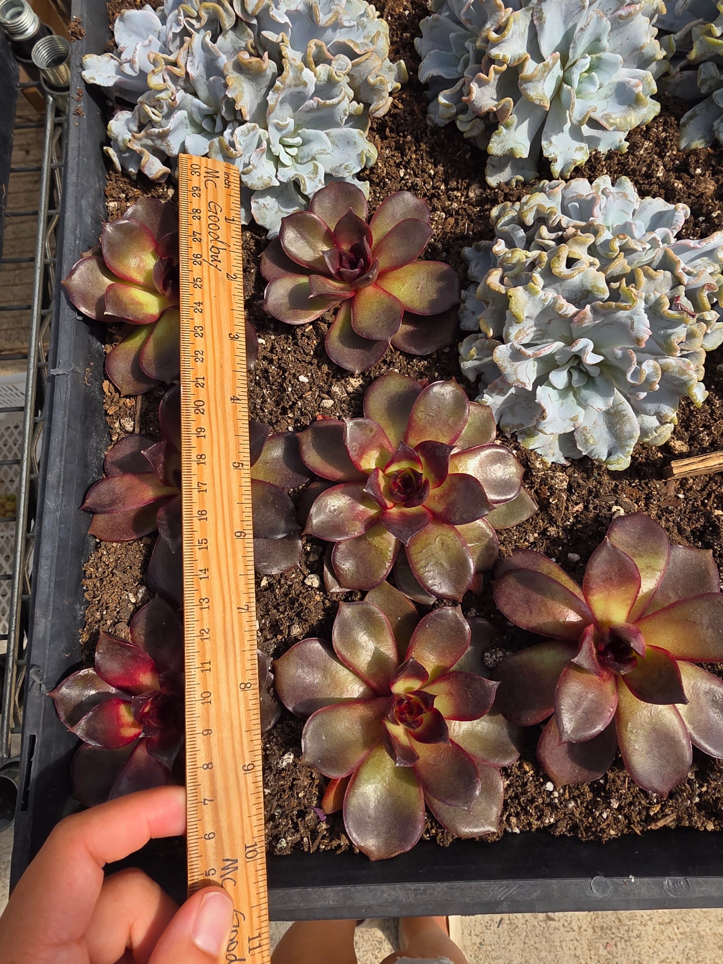 Imported red rose succulent 1 pc