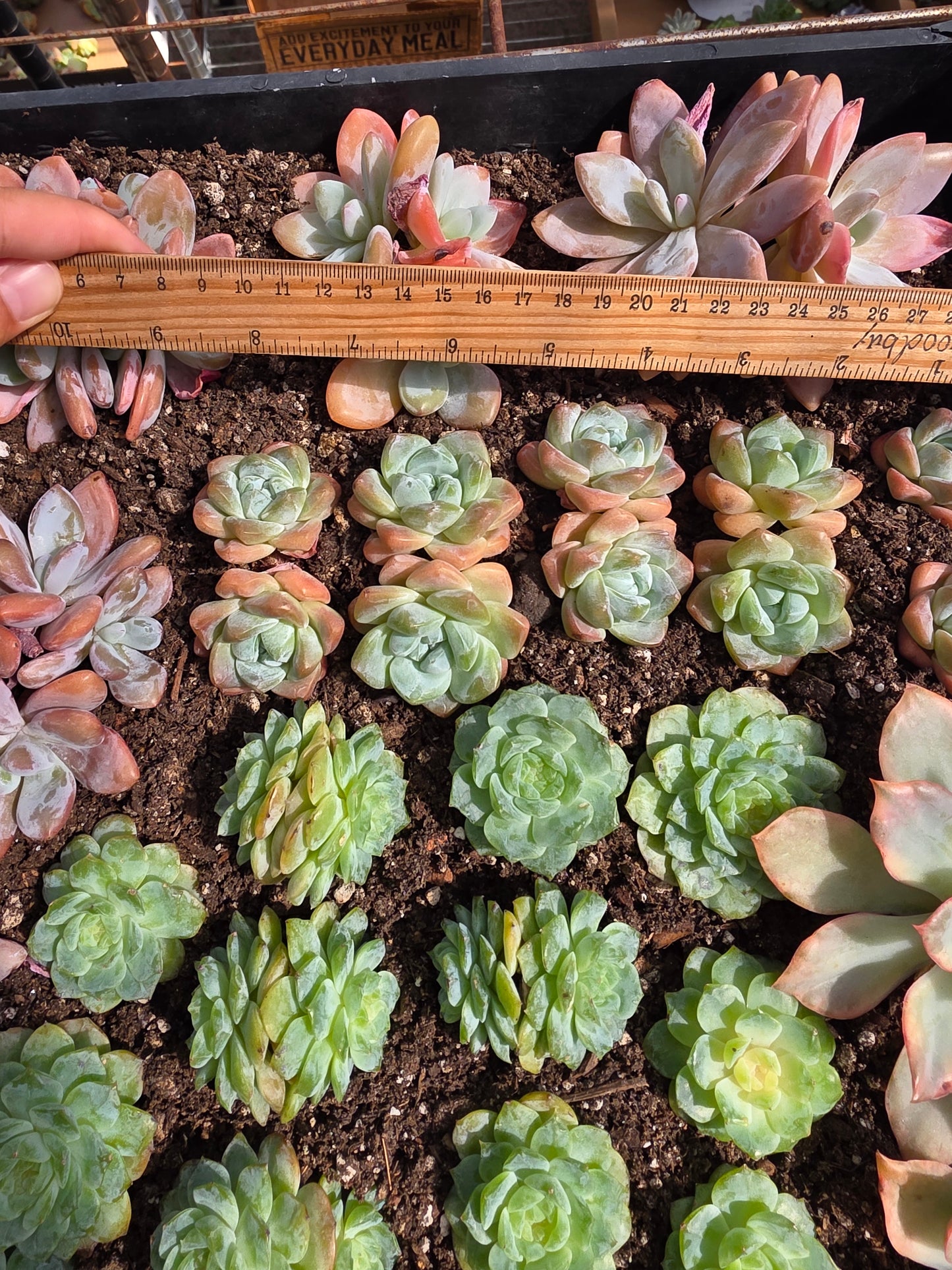 Imported pink ice jade succulent 2 head