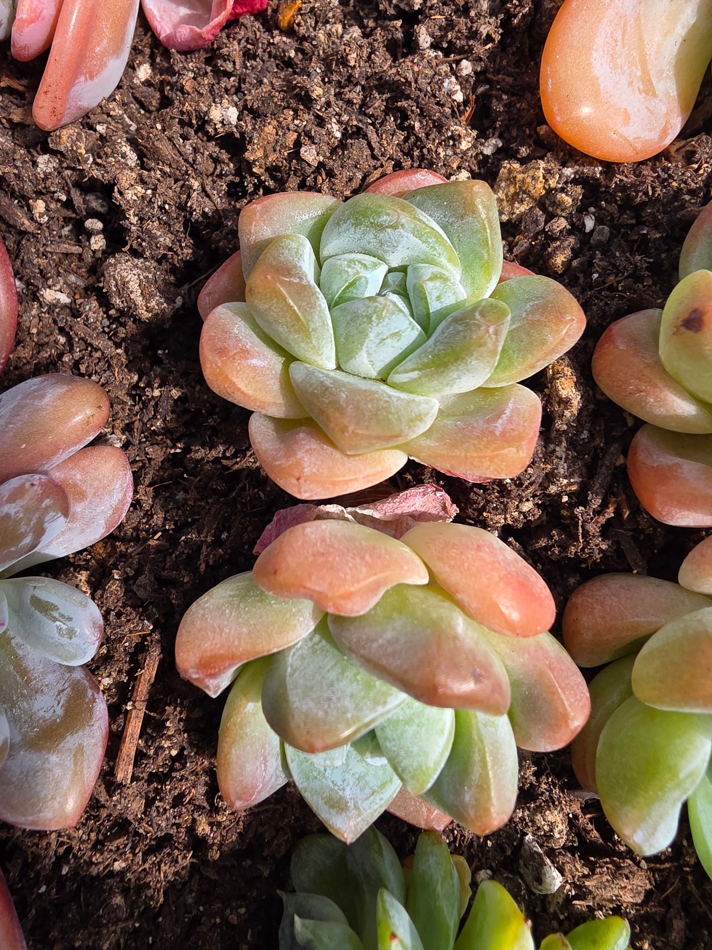 Imported pink ice jade succulent 2 head