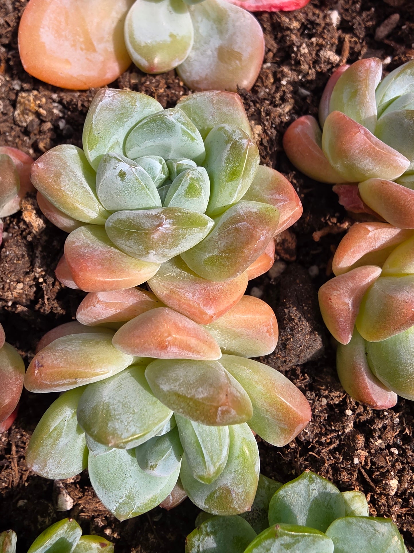 Imported pink ice jade succulent 2 head