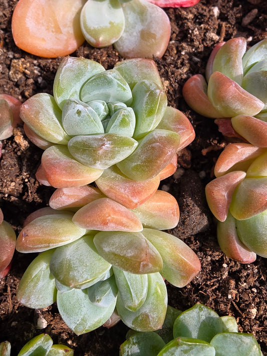 Imported pink ice jade succulent 2 head