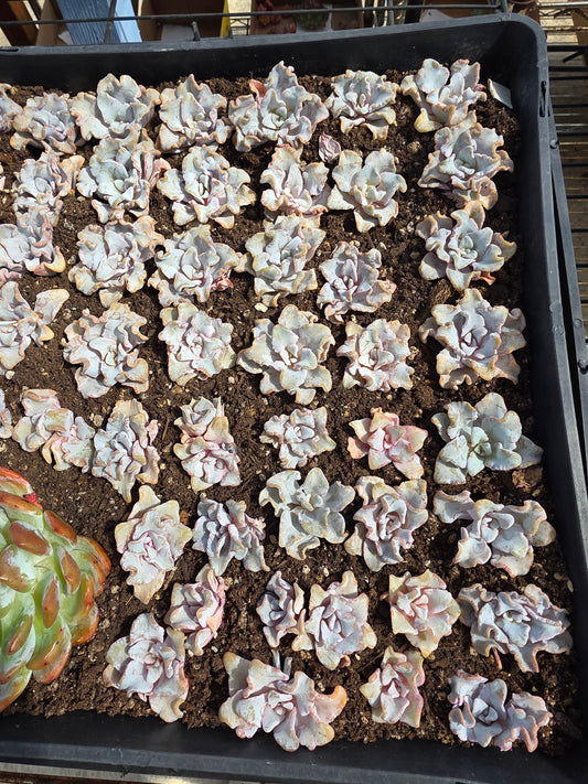 Imported crispate beauty succulent 1 pc