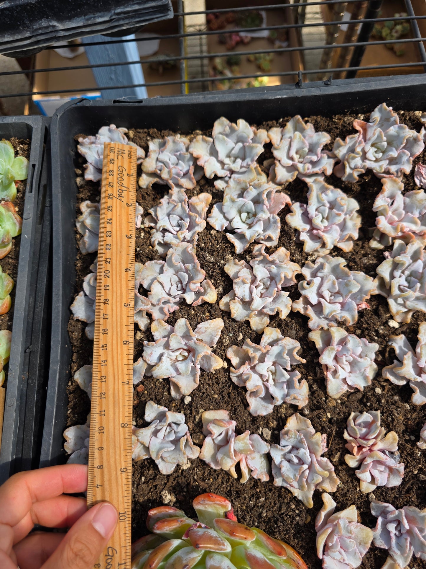 Imported crispate beauty succulent 1 pc
