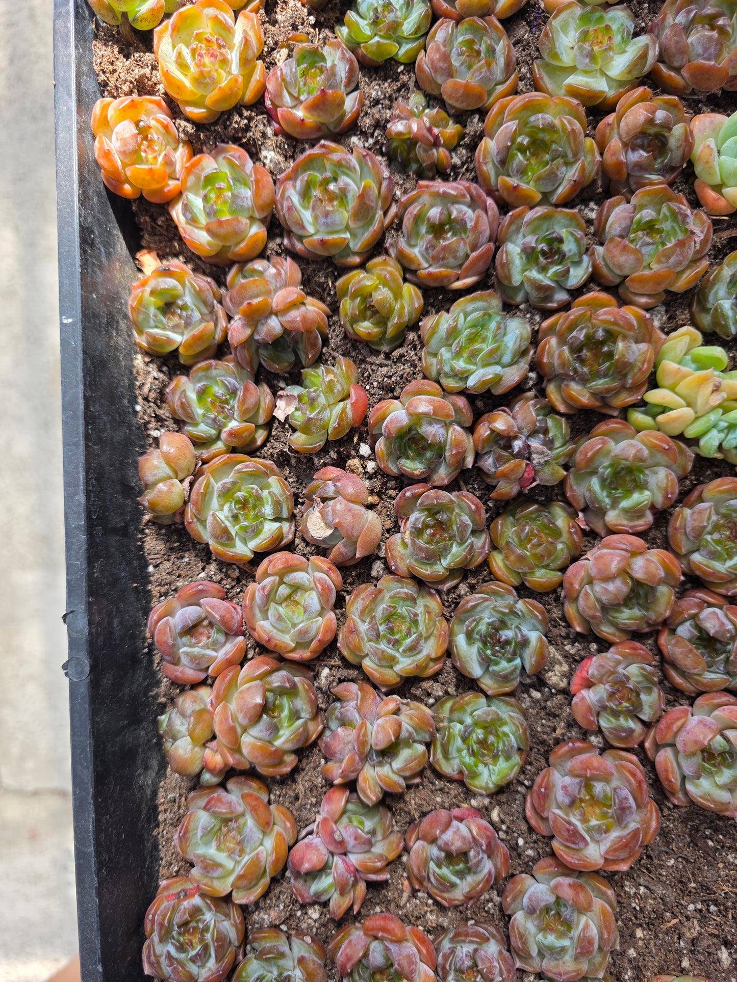 Imported red lover amber succulent 5 pcs
