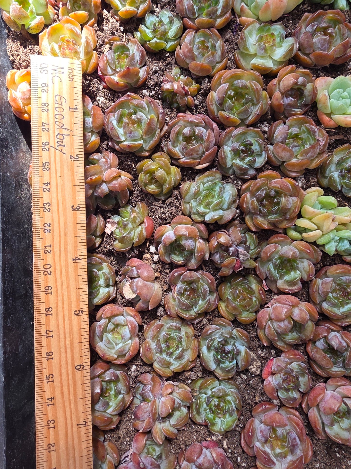Imported red lover amber succulent 5 pcs