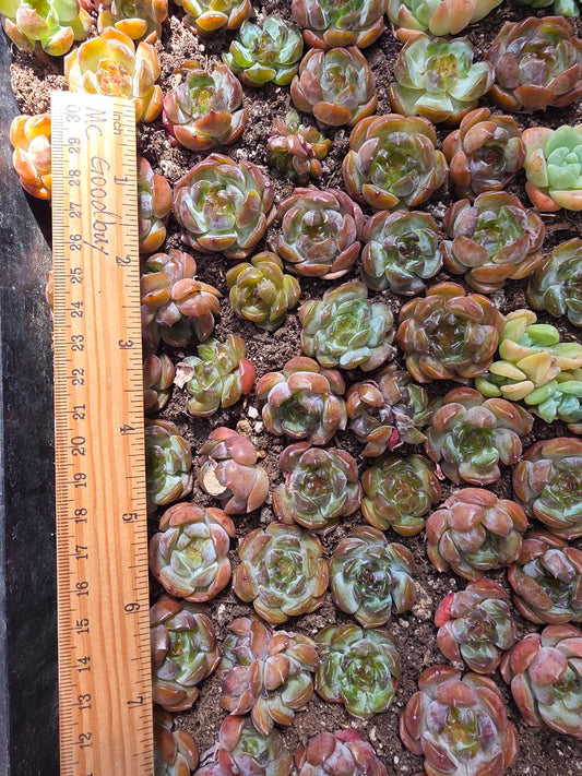 Imported red lover amber succulent 5 pcs