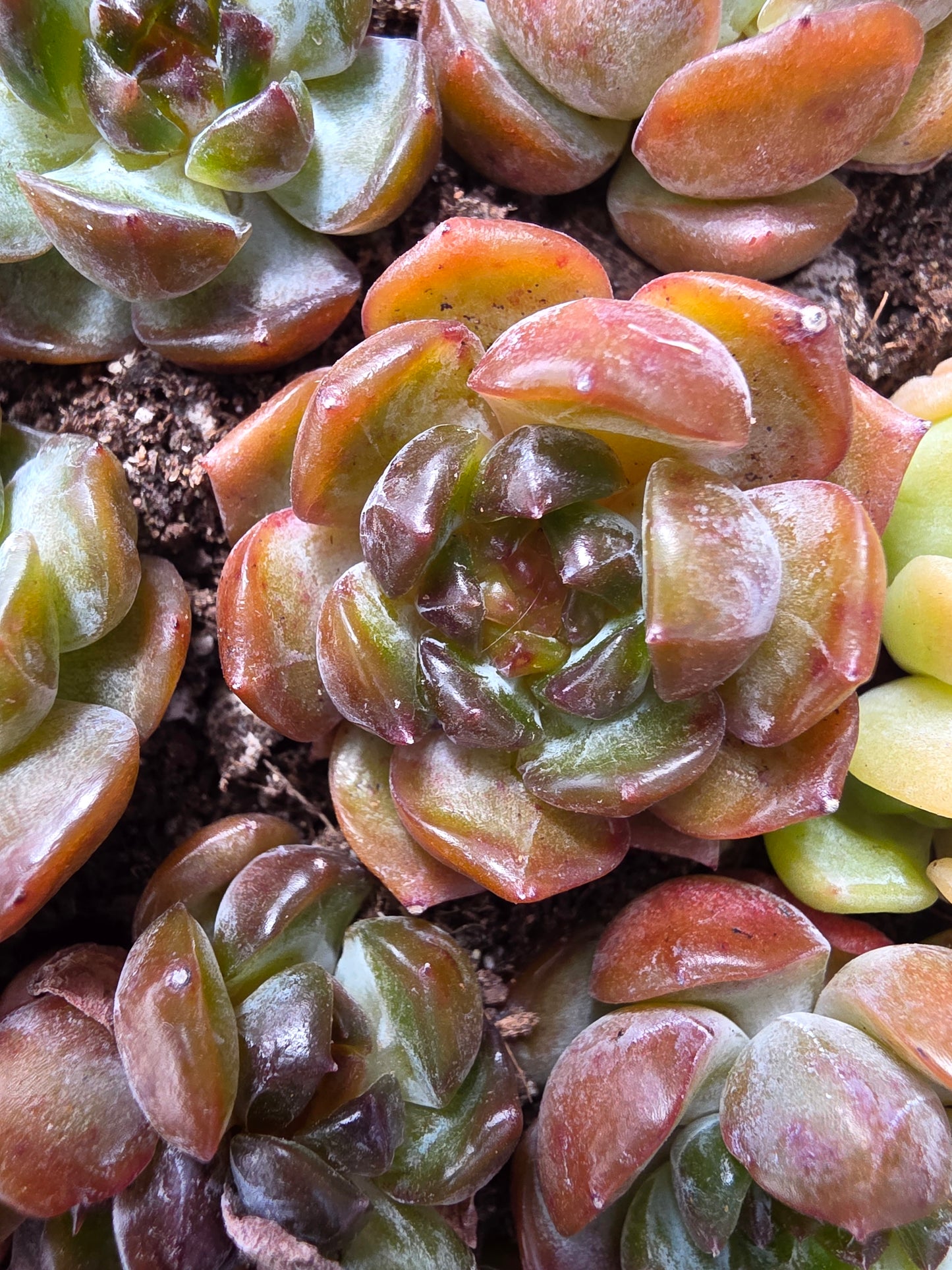 Imported red lover amber succulent 5 pcs