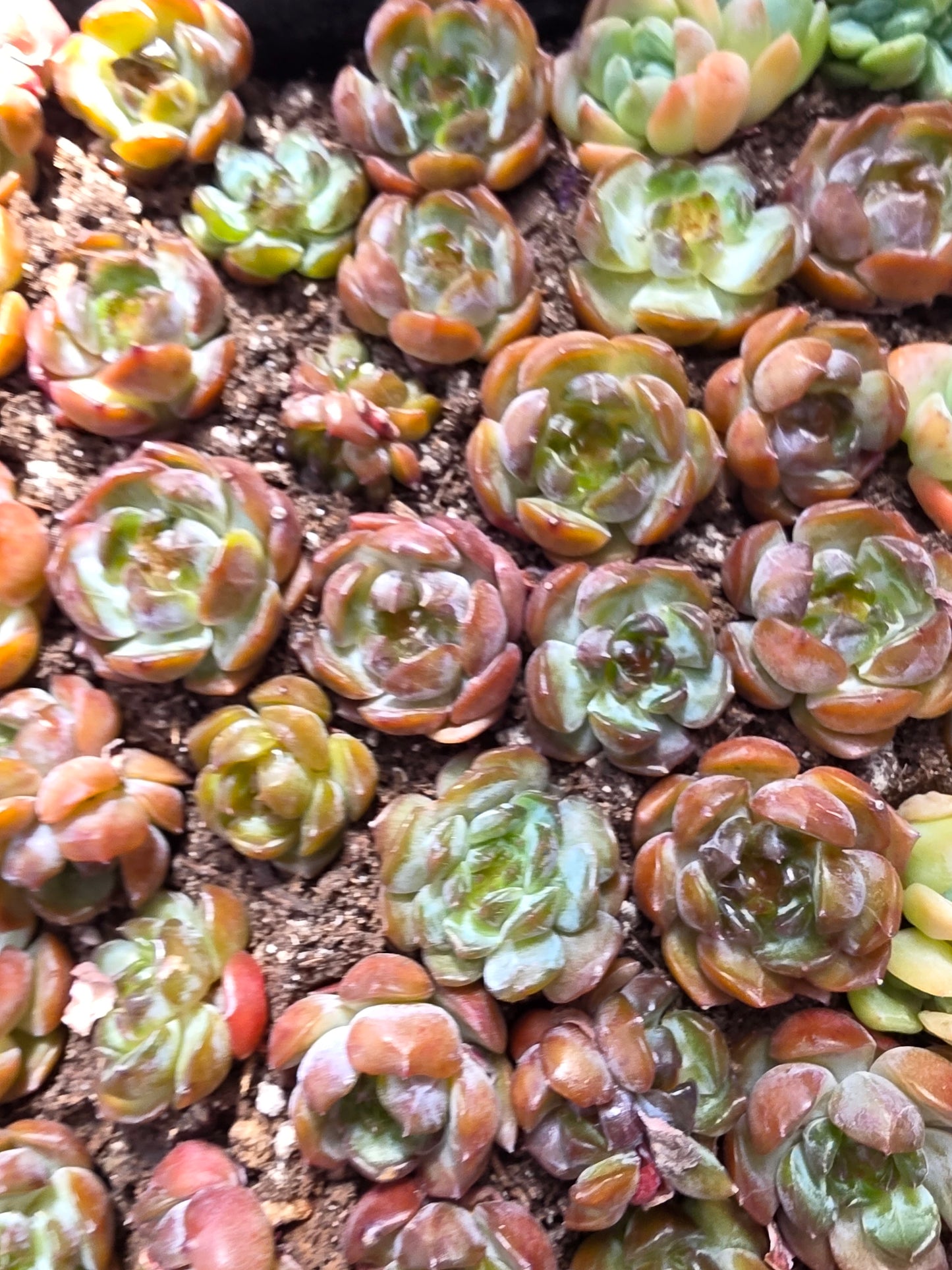 Imported red lover amber succulent 5 pcs