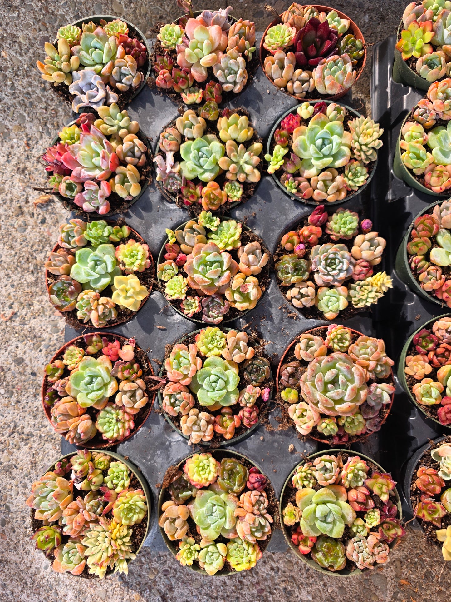 Imported mixed succulent 1 set 4inch
