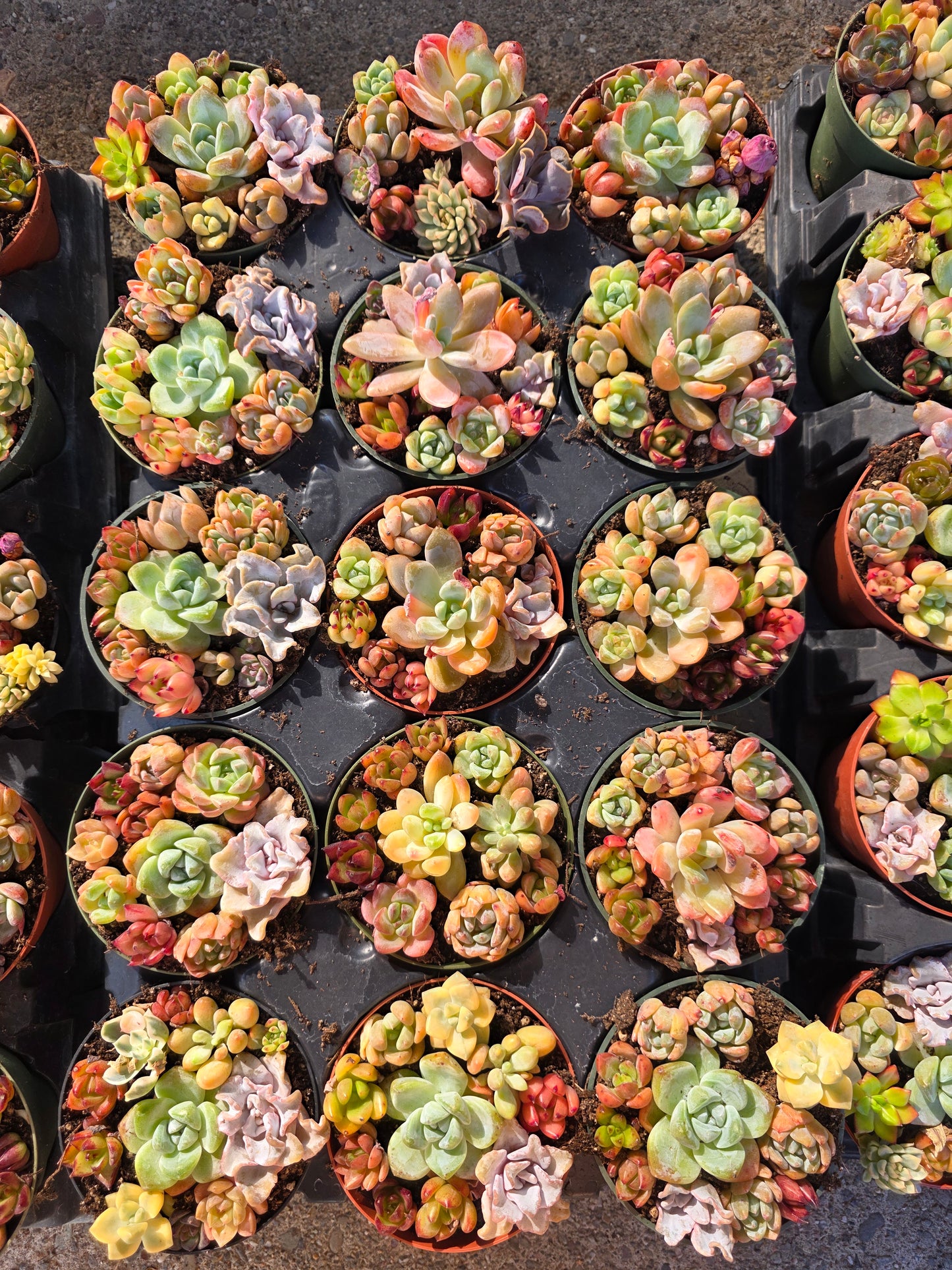 Imported mixed succulent 1 set 4inch