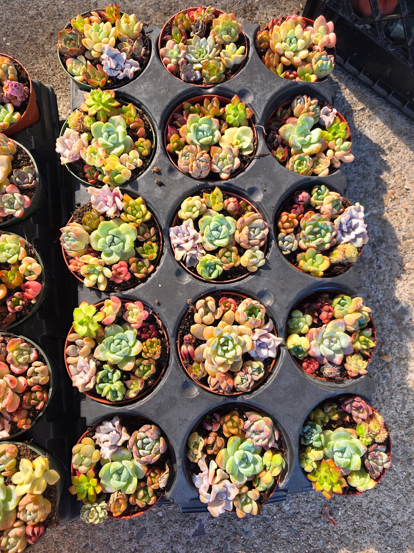 Imported mixed succulent 1 set 4inch