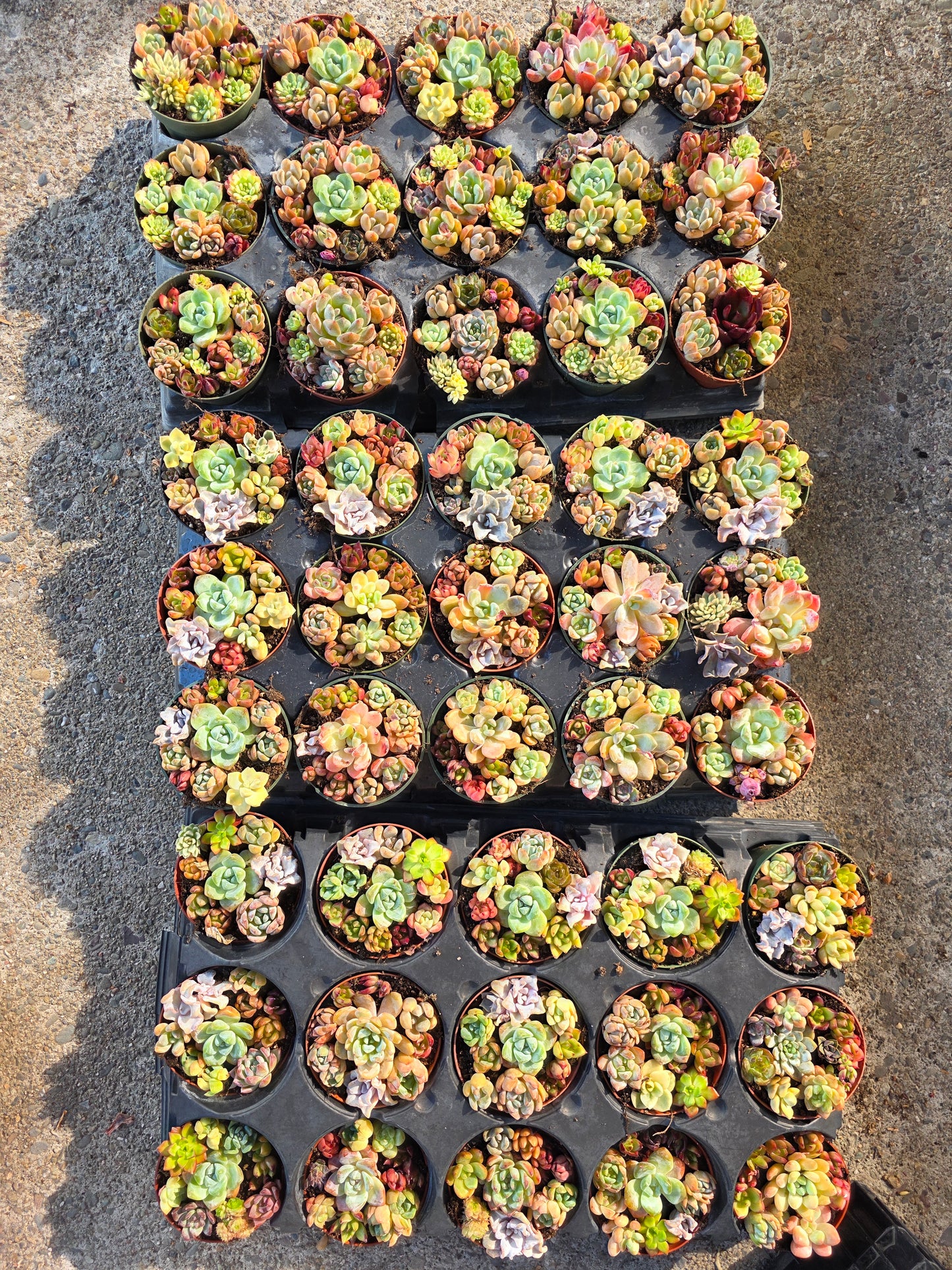 Imported mixed succulent 1 set 4inch