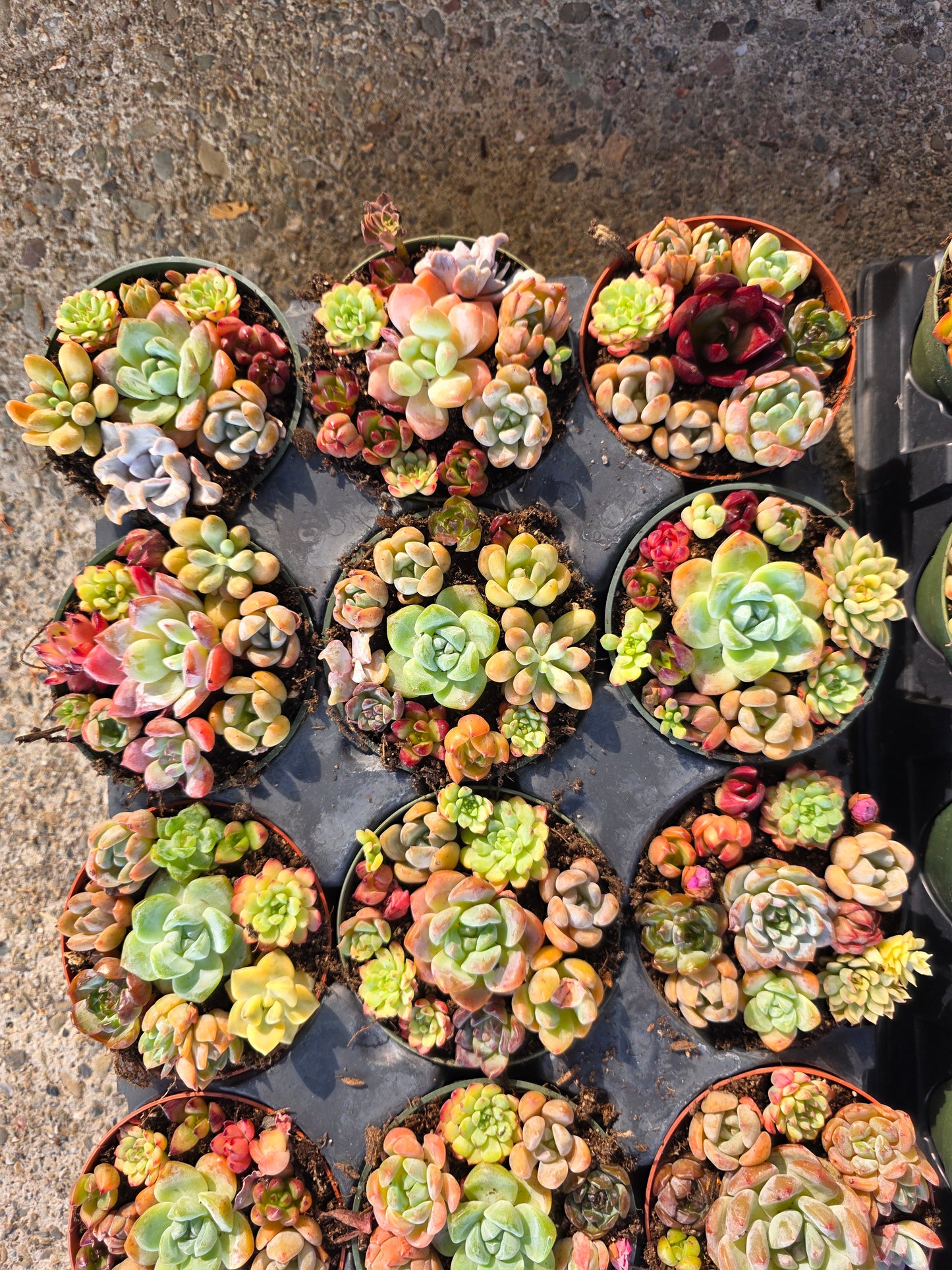 Imported mixed succulent 1 set 4inch