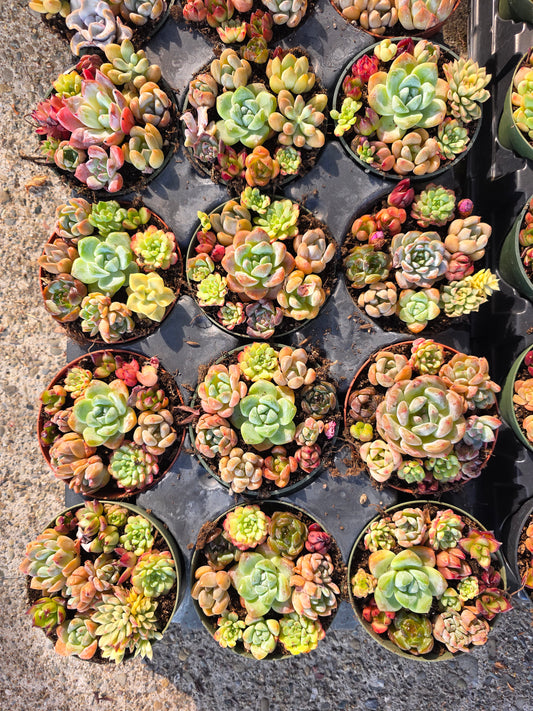Imported mixed succulent 1 set 4inch