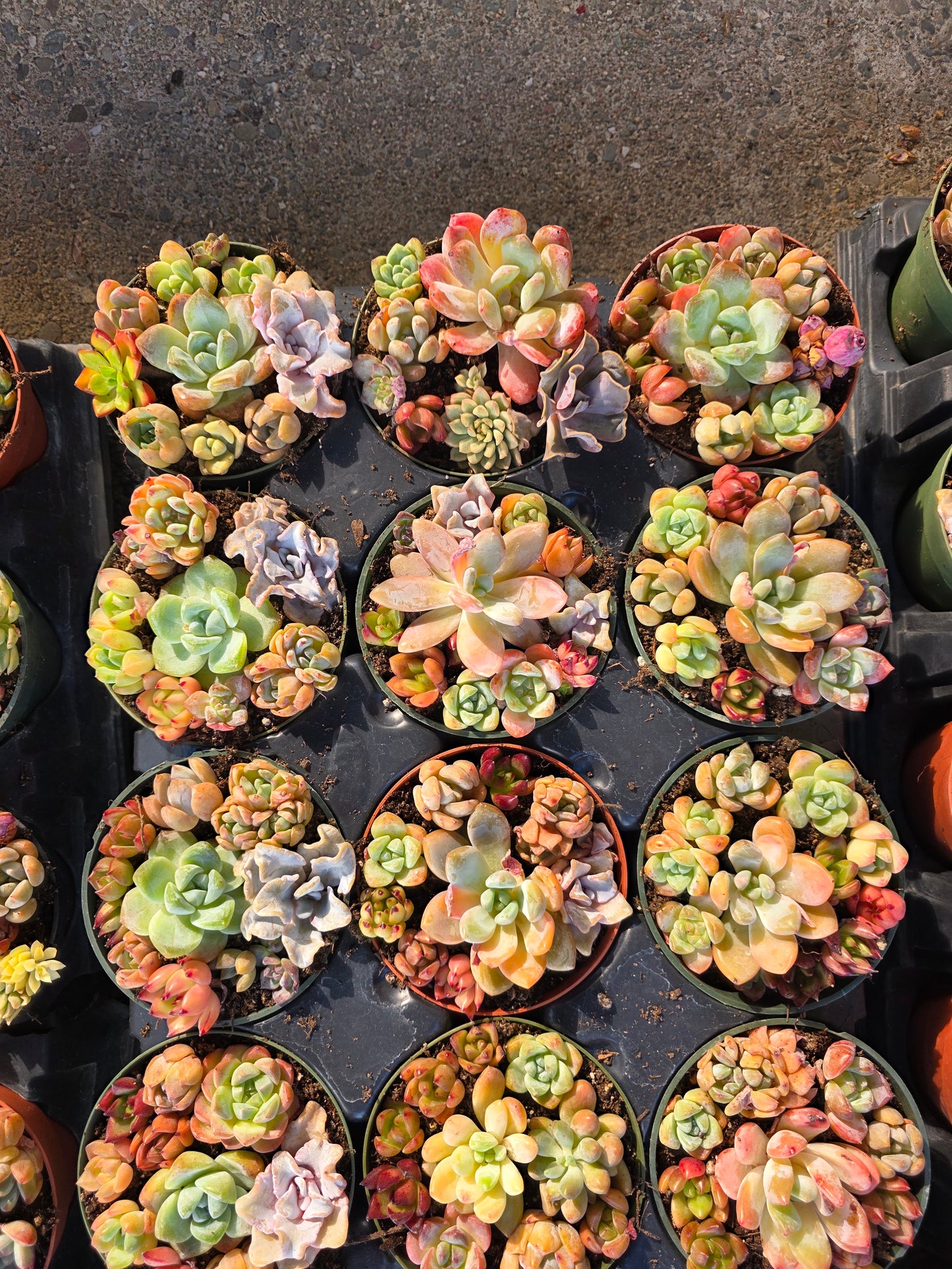 Imported mixed succulent 1 set 4inch