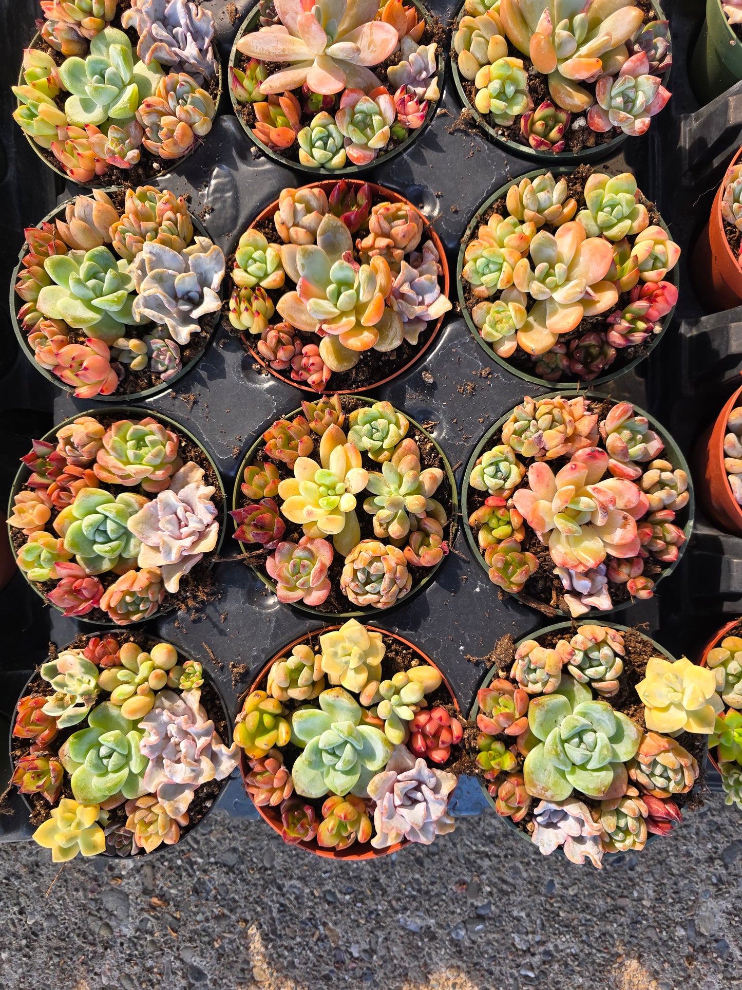 Imported mixed succulent 1 set 4inch