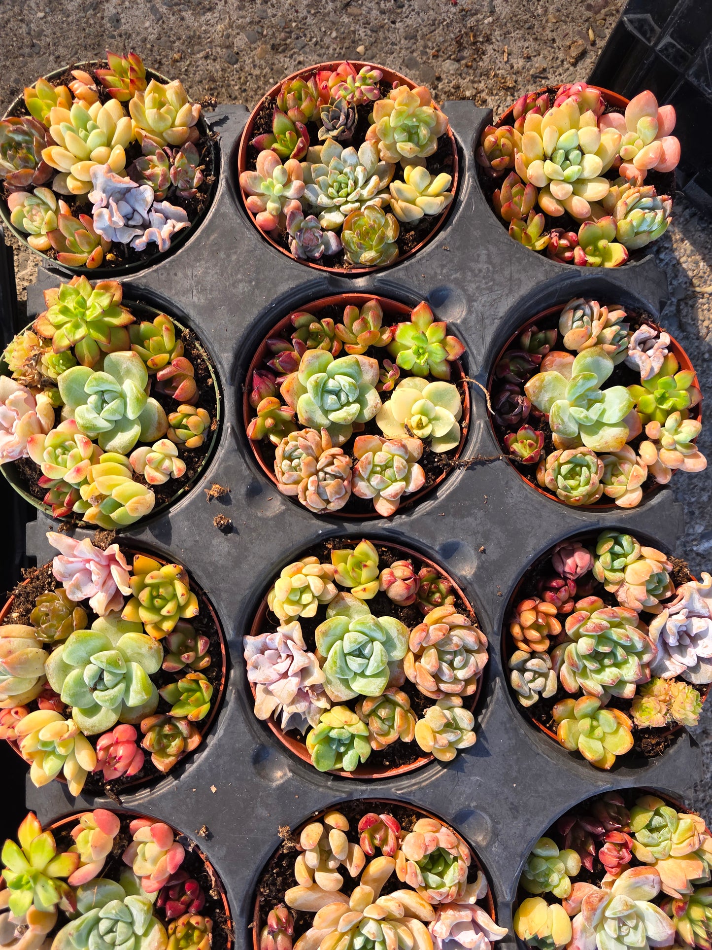 Imported mixed succulent 1 set 4inch