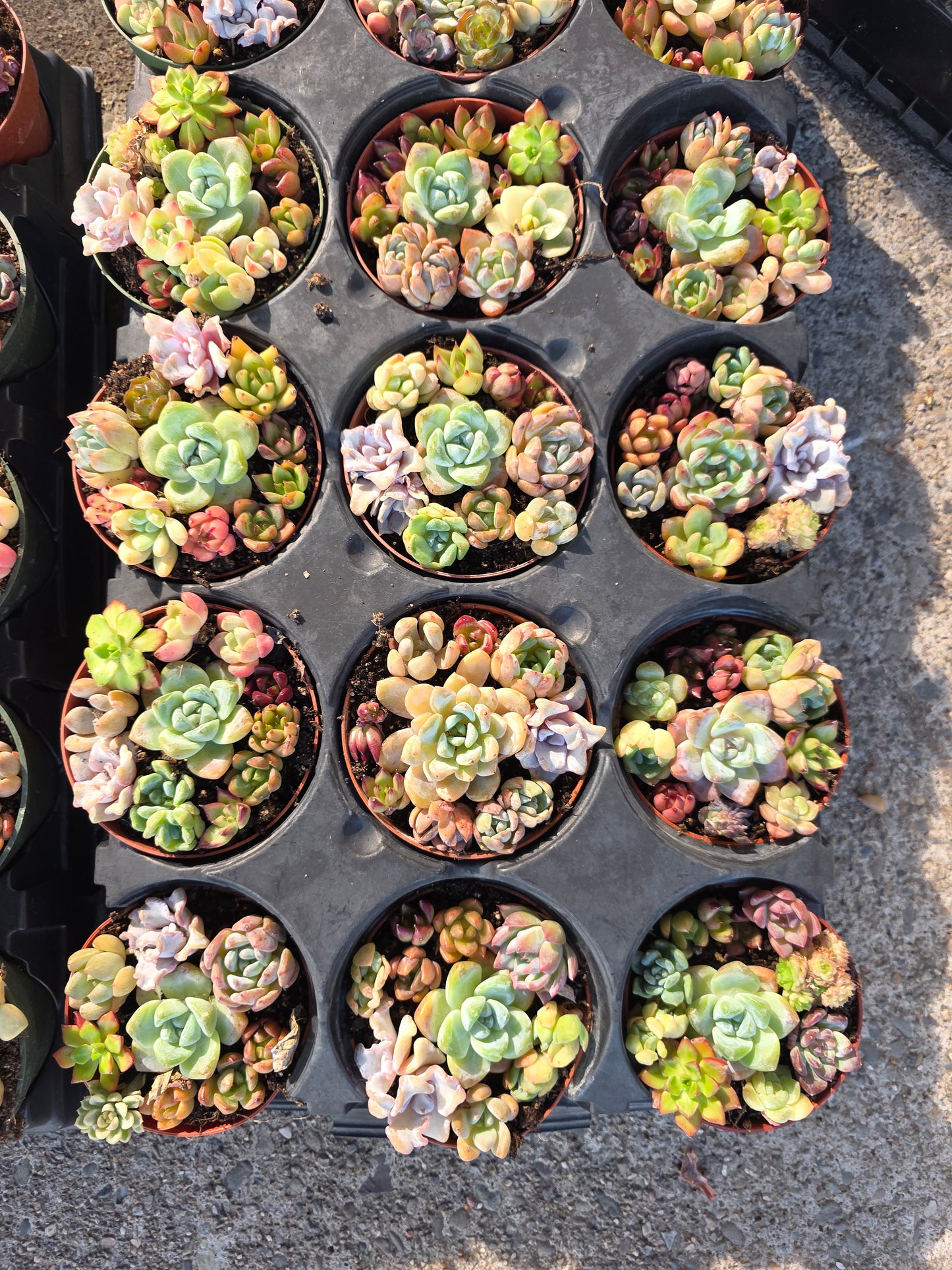 Imported mixed succulent 1 set 4inch