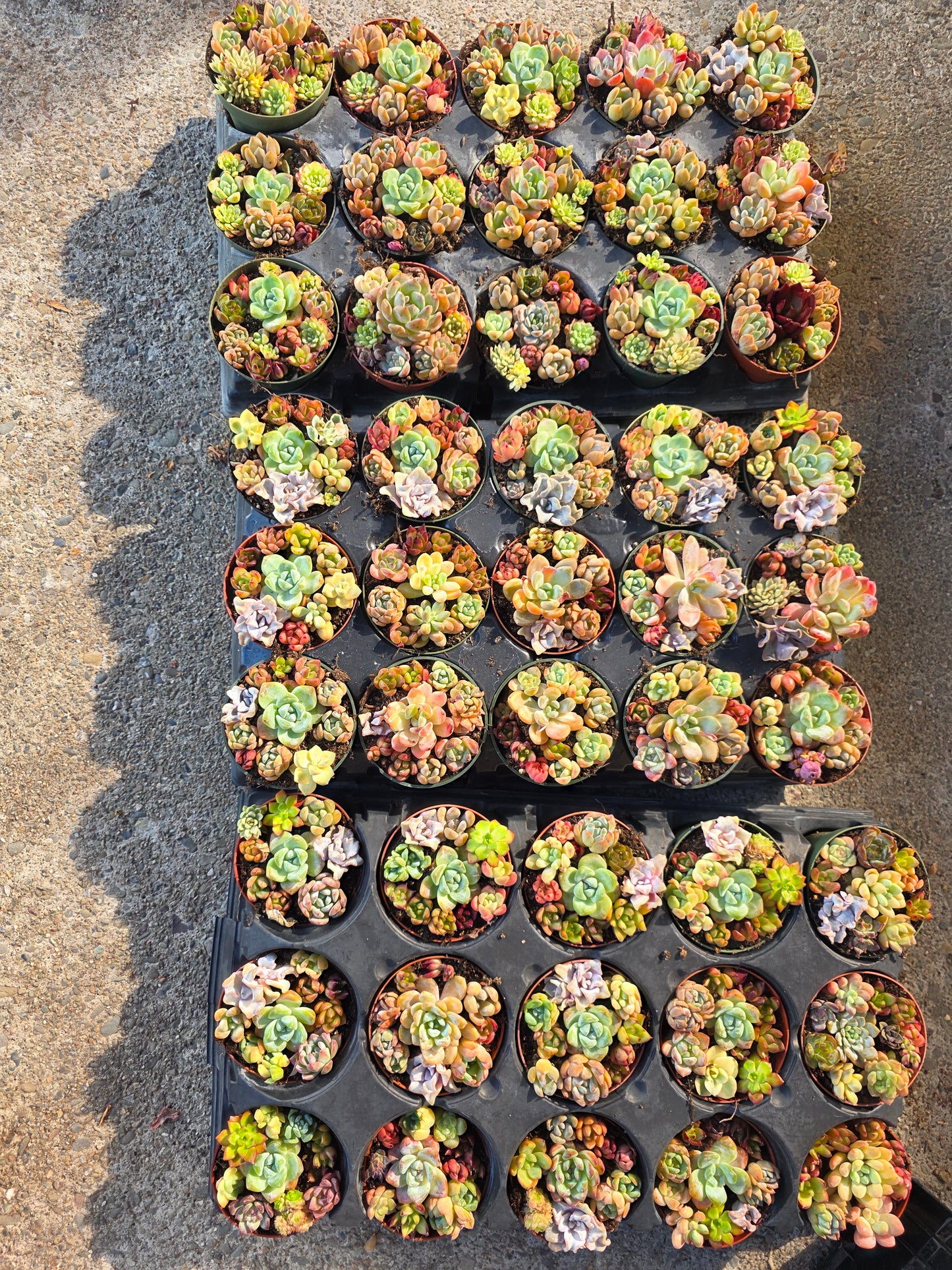 Imported mixed succulent 1 set 4inch