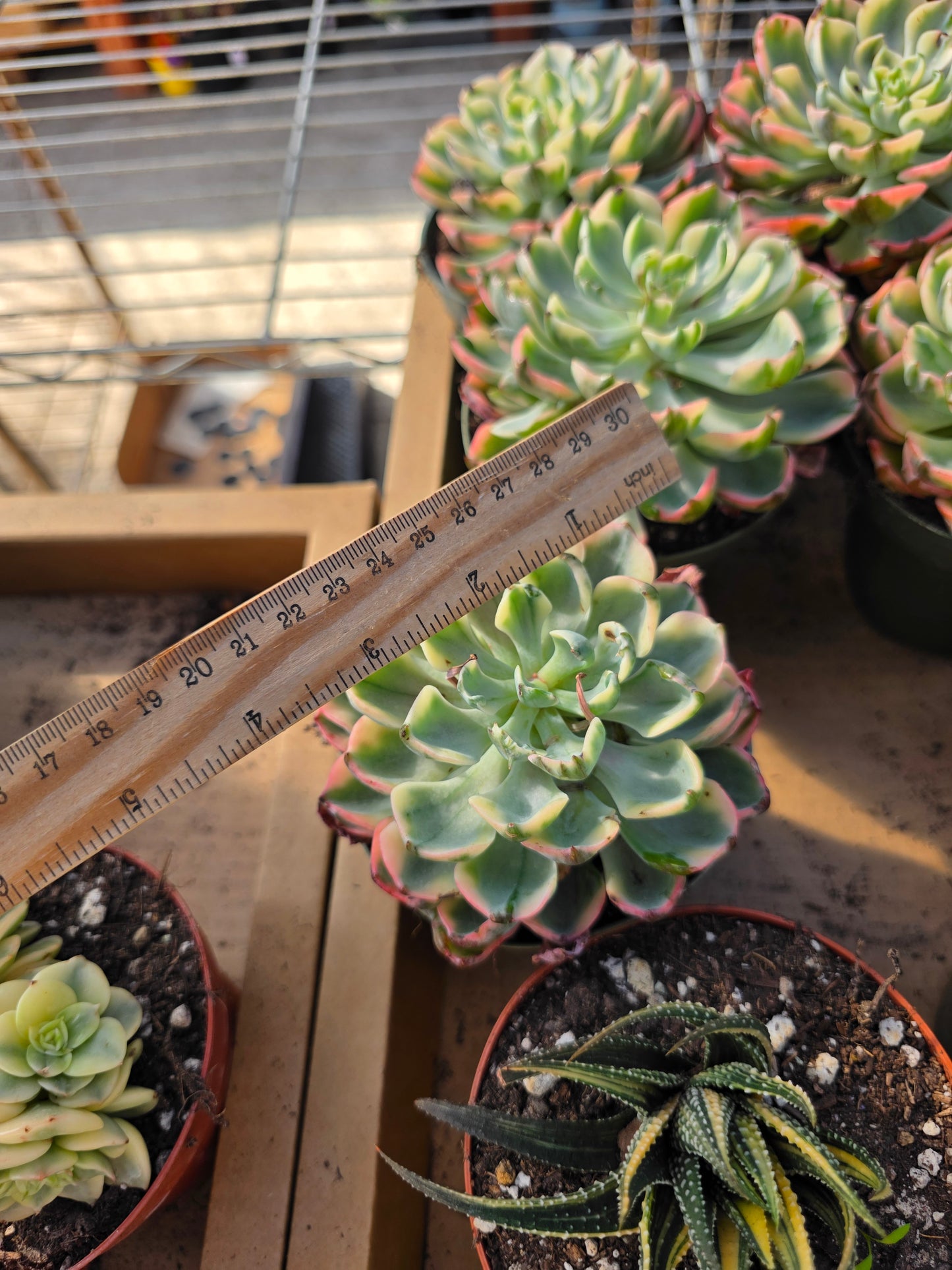 Imported raindrop var.