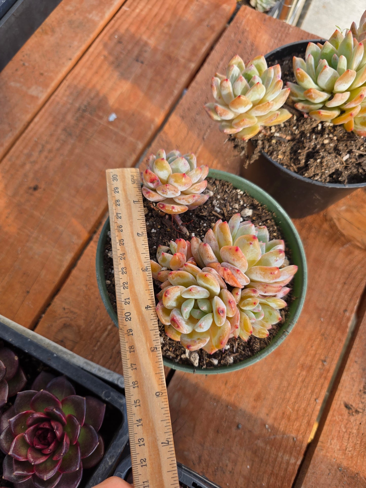 Imported moon dancer