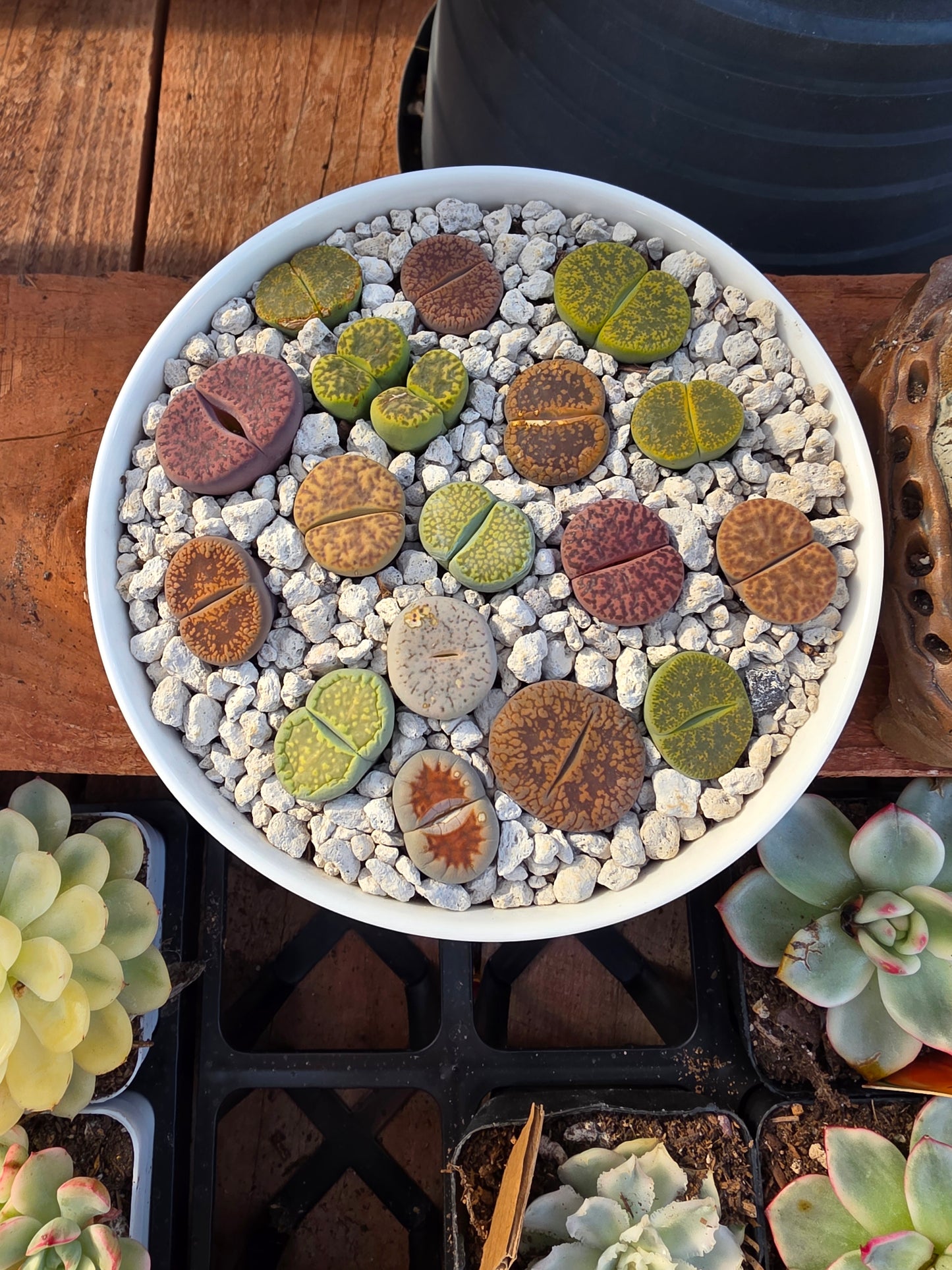 jumbo size lithop 1 pc