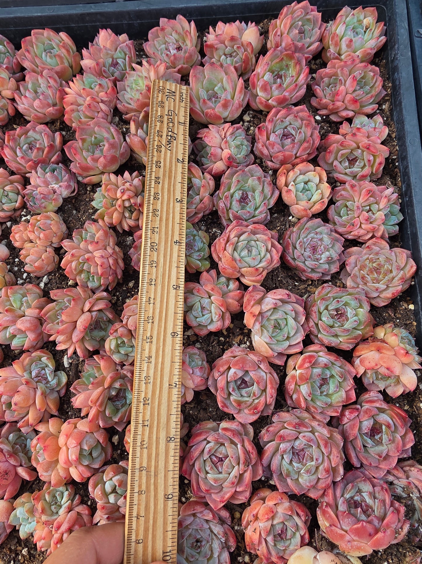 Imported sugar hybrid 5pcs