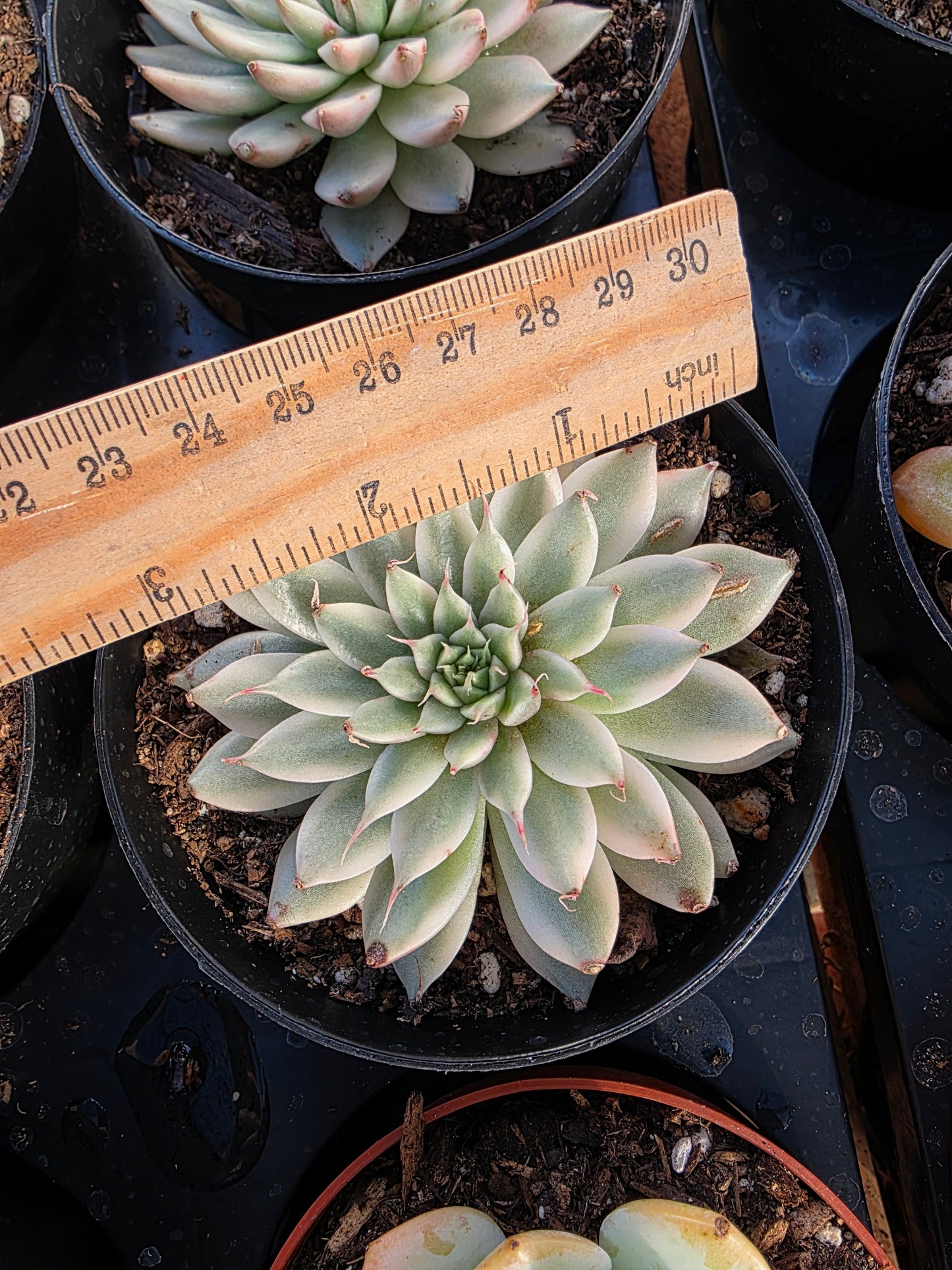 Imported silver star var.