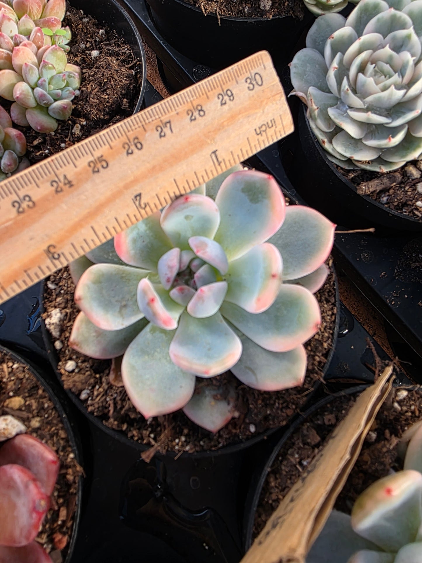 Imported Monroe var.